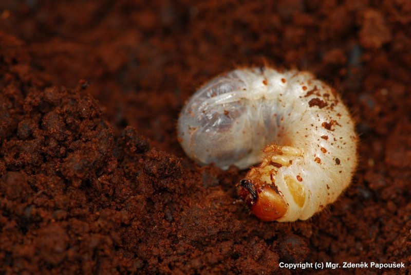 Larva of Osmoderma eremita