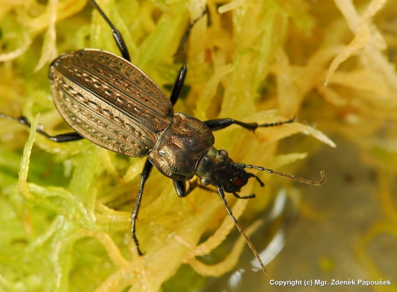 Carabus menetriesi pacholei